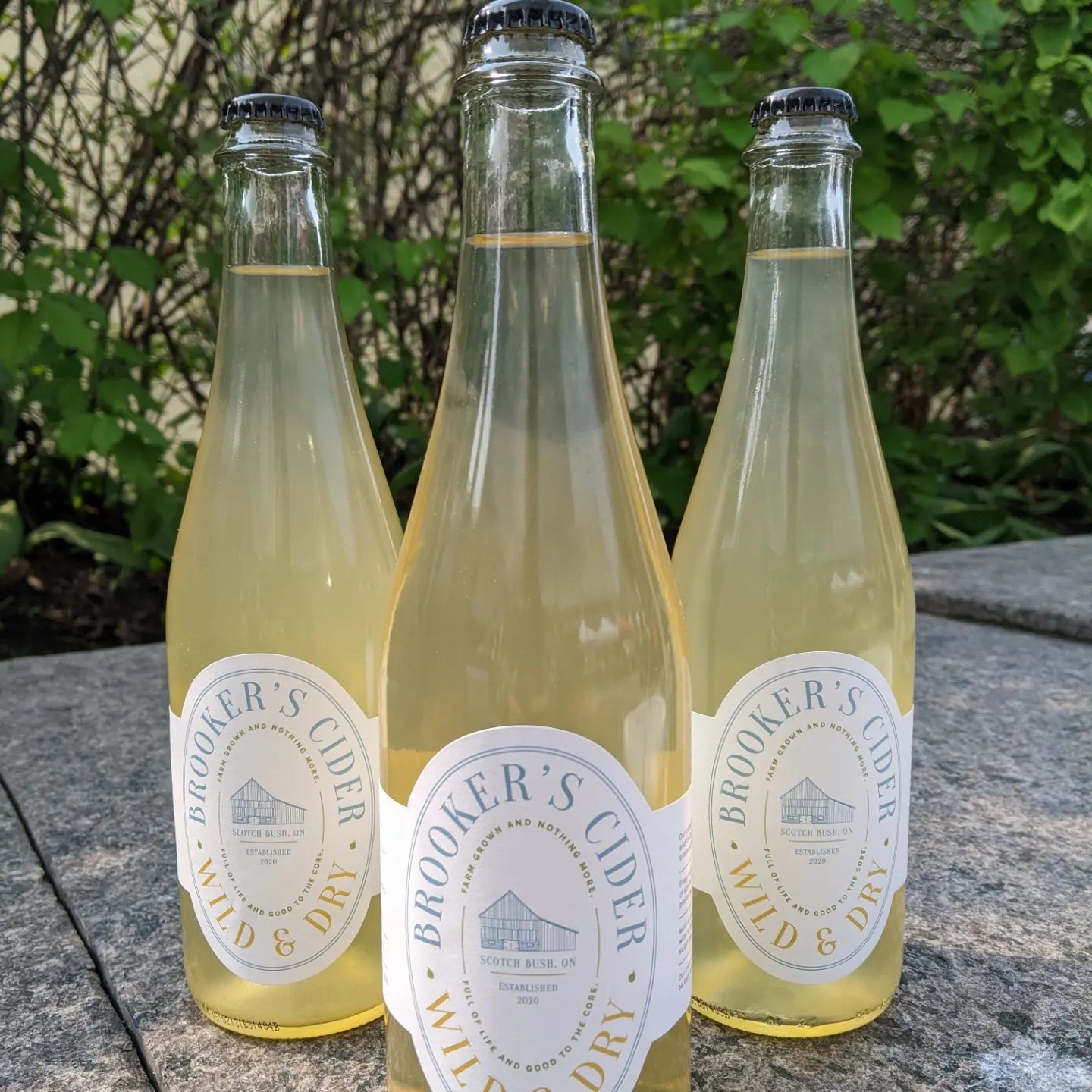 2022 Batch 3 Sparkling Ciderkin 2